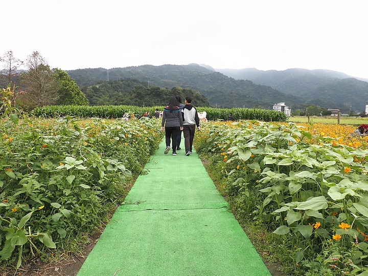 宜蘭 三星 安農溪驛站、落羽松、花海園區與天送埤火車站 — 宜蘭三星半日輕旅行