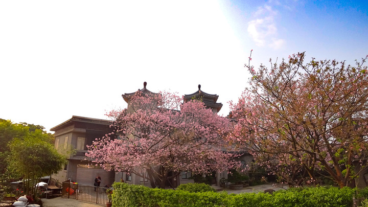 陽明山東方寺吉野櫻