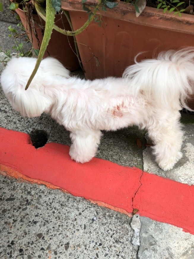 【討論】關於毛孩皮膚照顧分享