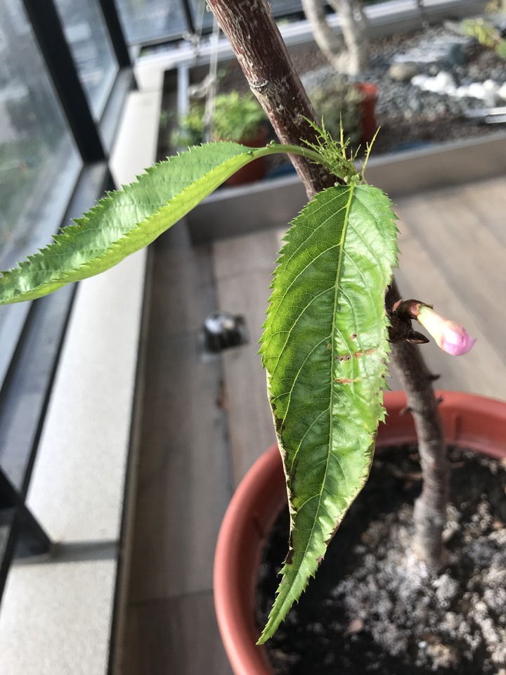 請問櫻花的葉子為何會捲曲葉緣枯萎