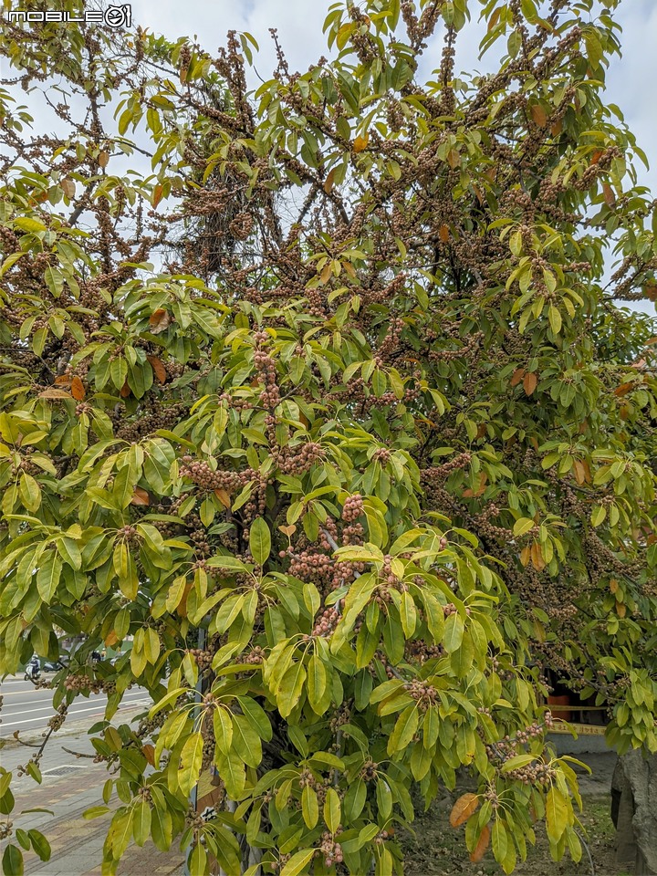 藍花楹+雀榕 台南市安平區府平公園 04/05