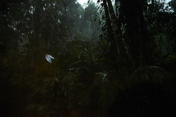 【外星貓遊地球】穀雨相逢初一頭，只憂人民疾病愁（阿根廷－米西奧內斯森林）
