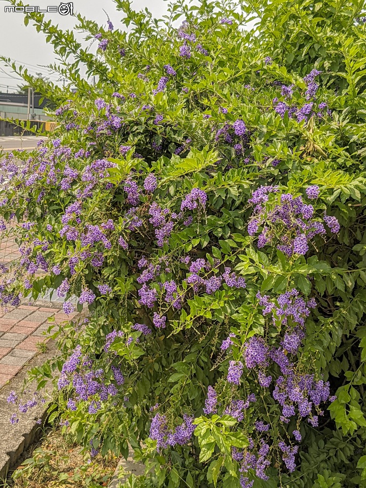 蕾絲金露花 嘉義市西區大富路二二八國家紀念公園 04/18