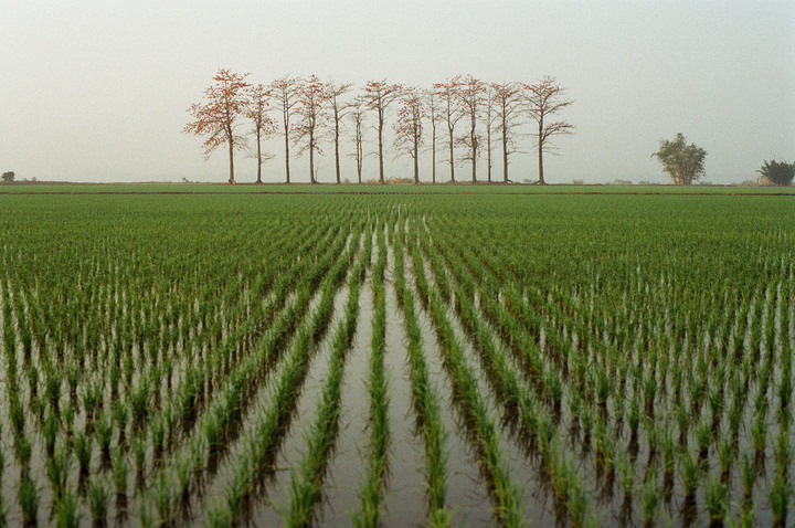 Kodak ColorPlus 200 木棉 奉天宮 和其它