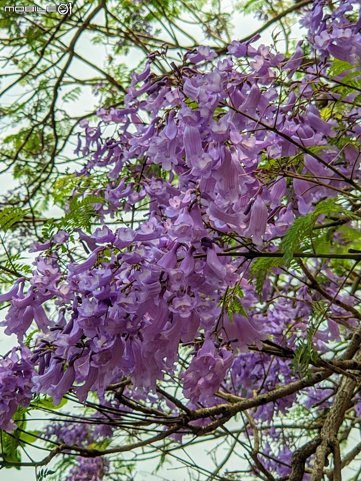 藍花楹+雀榕 台南市安平區府平公園 04/05