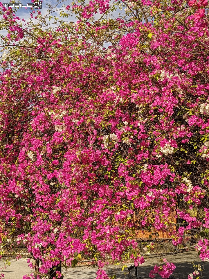 九重葛+燈籠花 高雄市橋頭區橋頭糖廠 05/02