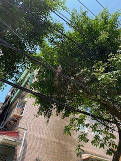 田野調查