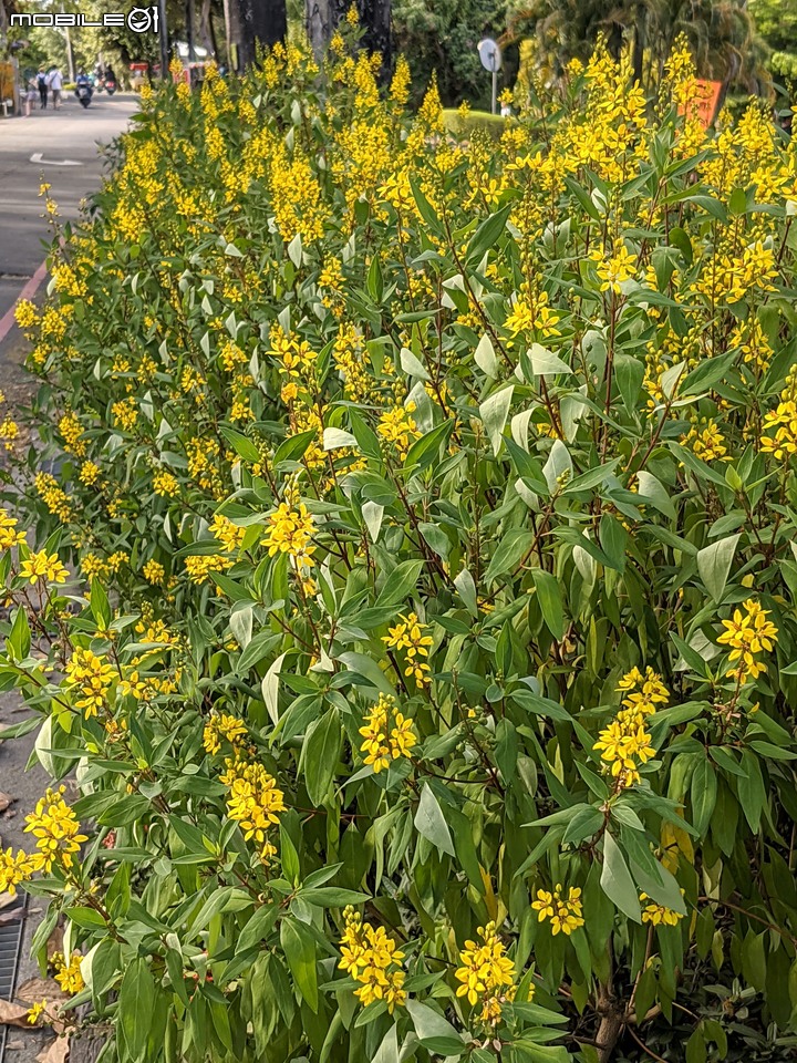 九重葛+燈籠花 高雄市橋頭區橋頭糖廠 05/02