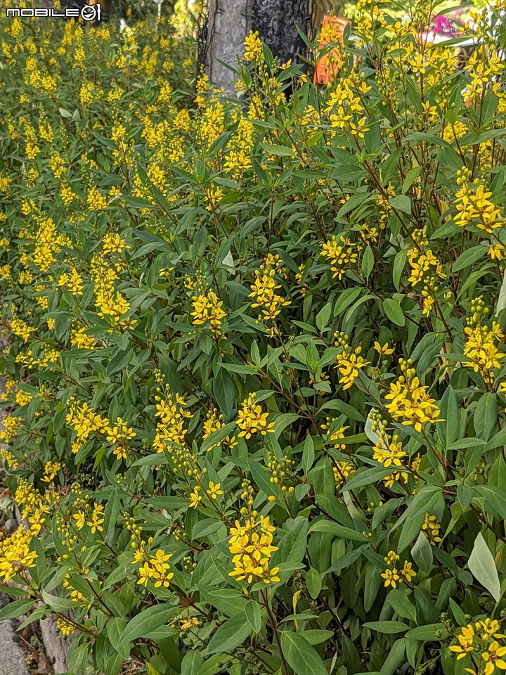 九重葛+燈籠花 高雄市橋頭區橋頭糖廠 05/02