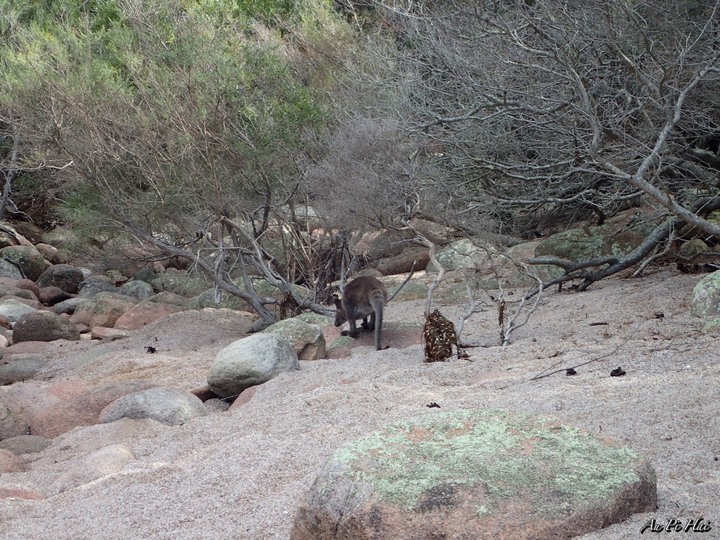 【塔斯絕美景點】Devils' Corner 酒莊。Freycinet National Park國家公園 Wineglass Bay。Cape Tourville Lighthouse, Sleepy Bay