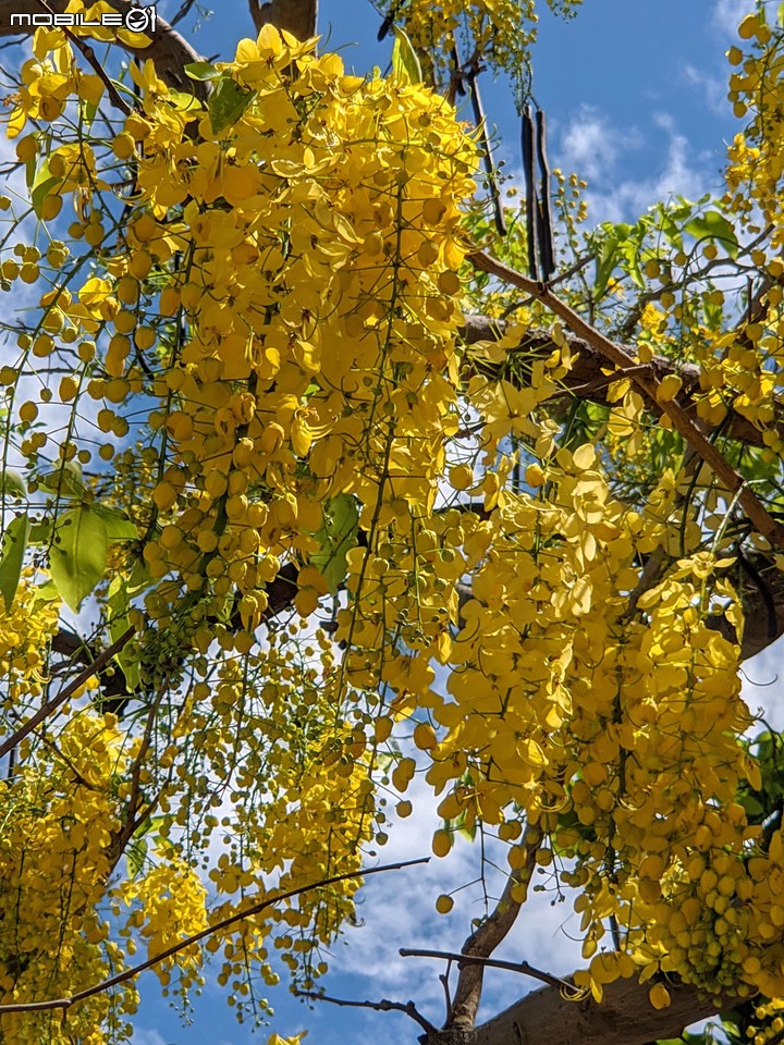 阿勃勒+鳳凰花 高雄市岡山區岡山公園 05/02