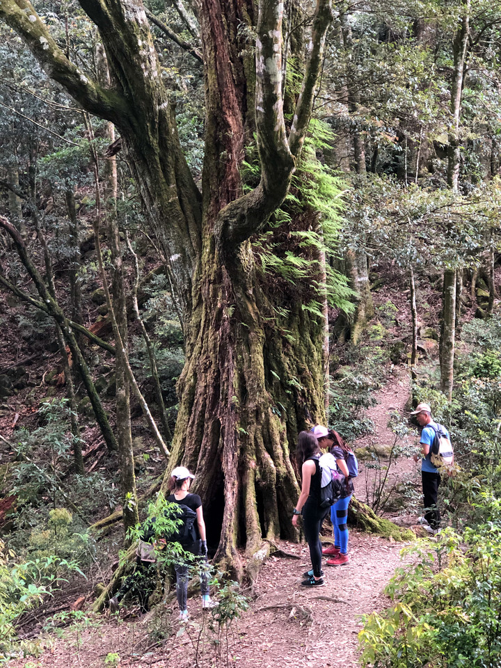 ***鳶嘴稍來山縱走***