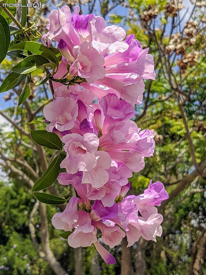 仙人掌+鳳凰花 台南市北區公園南路台南公園 05/03