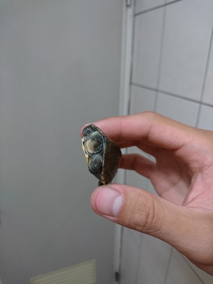 請問各位這隻烏龜是什麼品種？