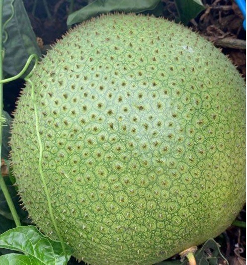 這個植物的名字是什麼?是水果還是蔬菜?