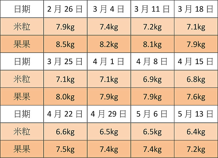 皇家級貓咪減重計畫成效報告(結果我也很想跟著一起減)
