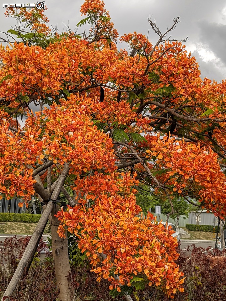 鳳凰花 台南市安南區史博館 05/16