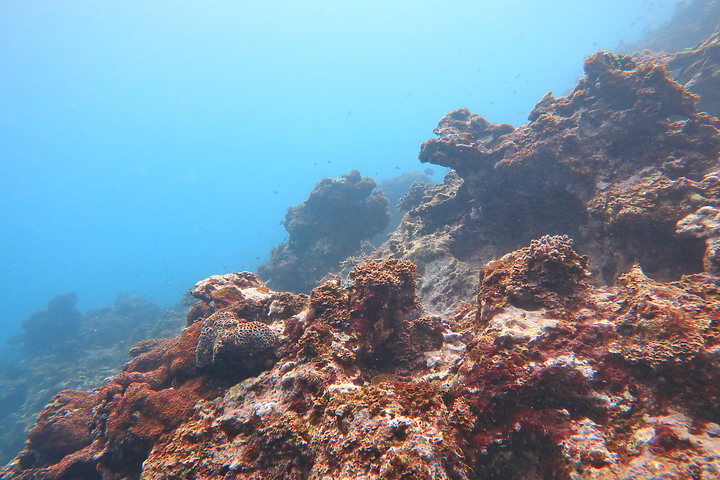 (映像分享) 安心潛進、輕鬆享樂 in 新北市龍洞 【Open Water Diver/開放水域潛水員教學】feat.海洋星球潛水訓練中心 & Canon PowerShot G1 X Mark III