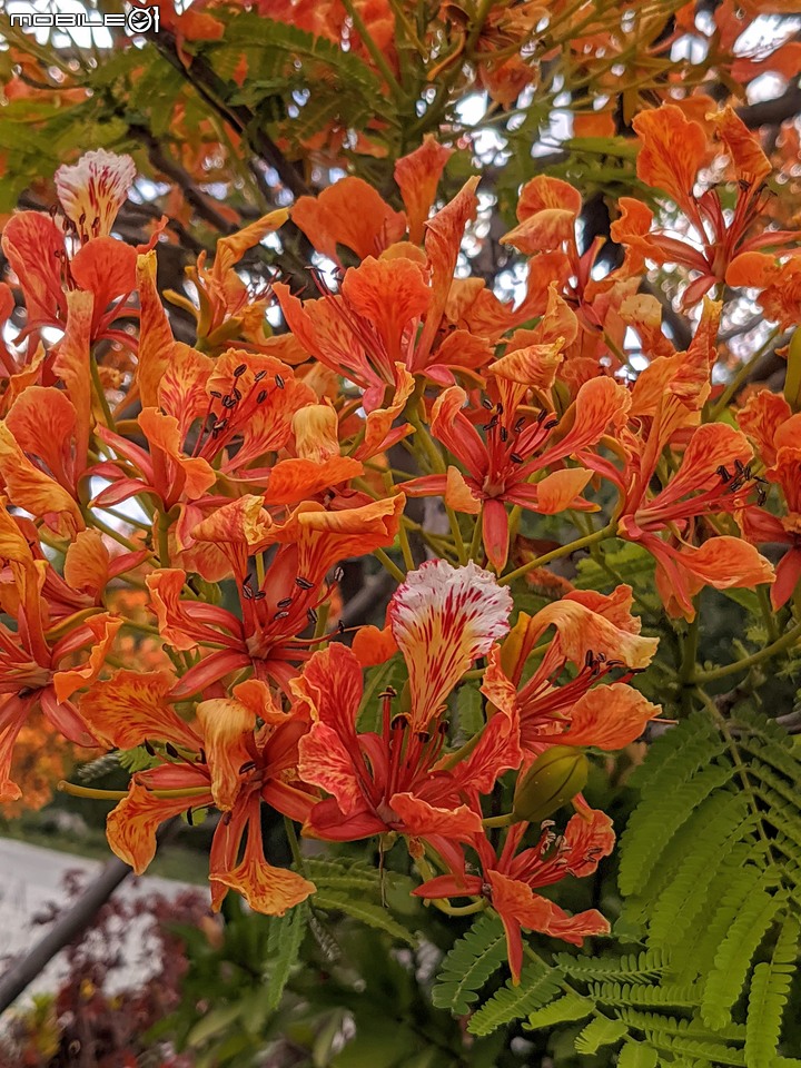 鳳凰花 台南市安南區史博館 05/16