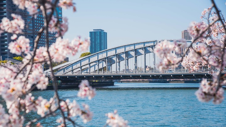 D750｜桜ぱっと咲いて 最初的櫻花季