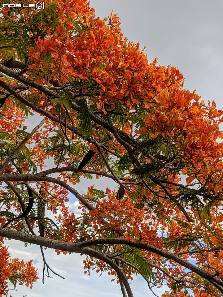 鳳凰花 台南市安南區史博館 05/16