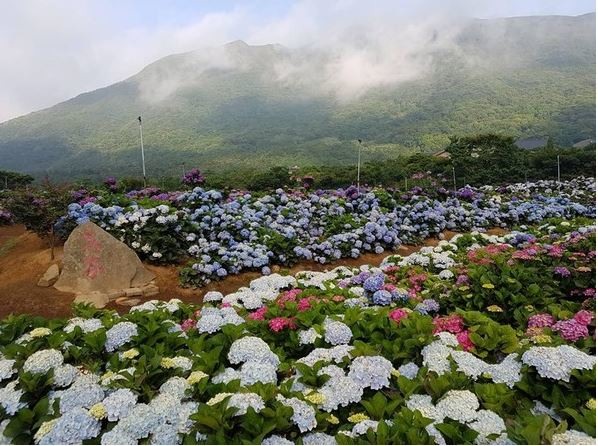 8000坪繡球花田在萬里！