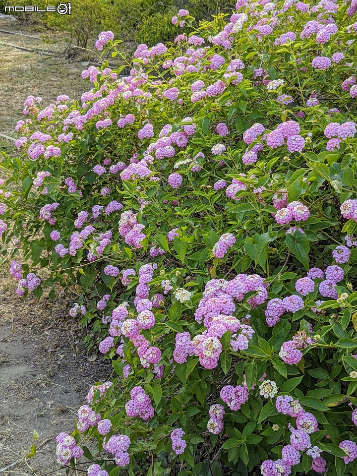 九重葛+燈籠花 高雄市橋頭區橋頭糖廠 05/02