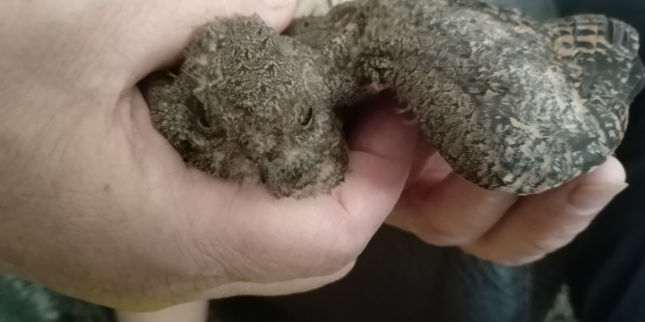 請問這是什麼鳥？