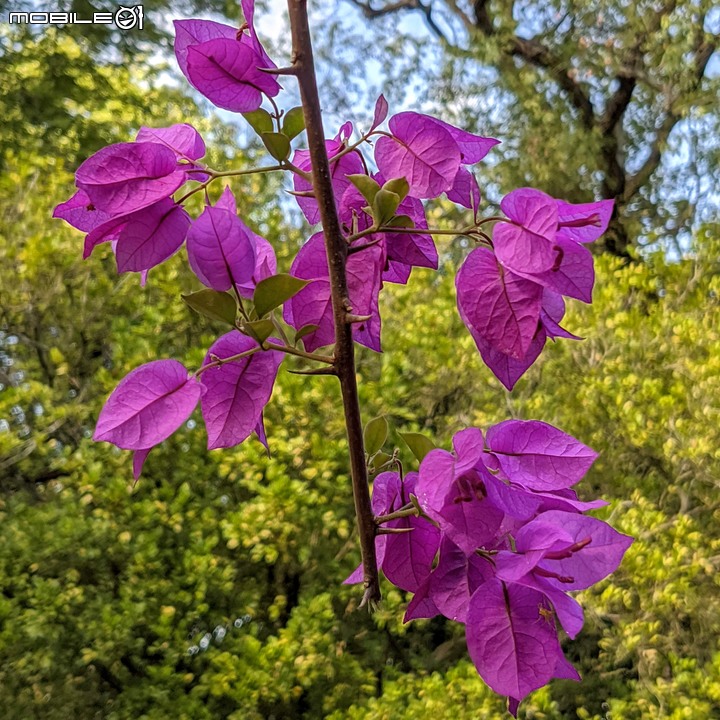 九重葛+燈籠花 高雄市橋頭區橋頭糖廠 05/02
