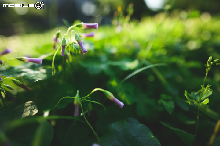 微光神鏡 Nikon Z 20mm f/1.8S 什麼都給你封頂了!