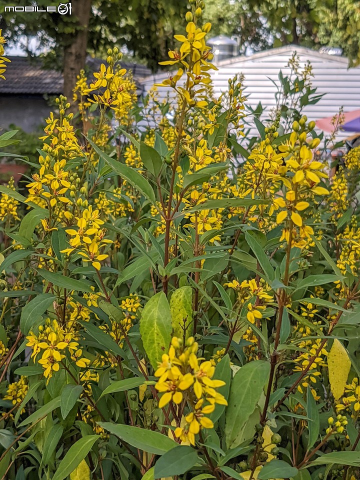 九重葛+燈籠花 高雄市橋頭區橋頭糖廠 05/02