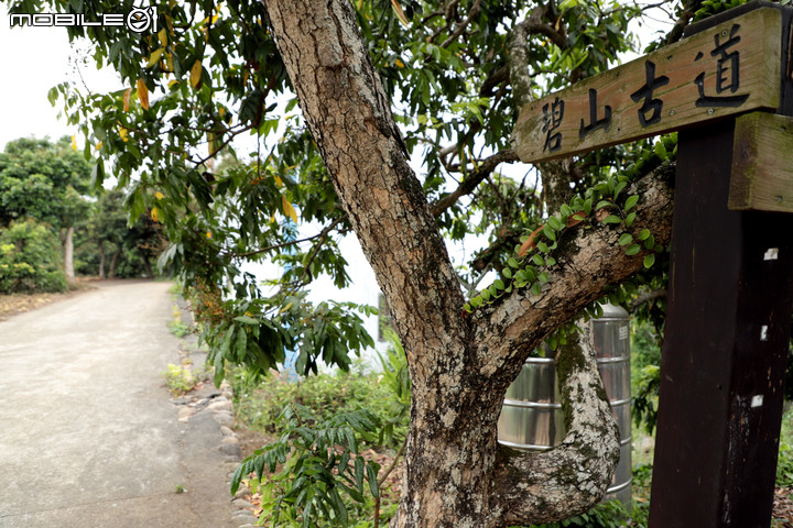 賞桐秘境|親子同遊|古步道|挑水古道|芬園鄉|彰化縣
