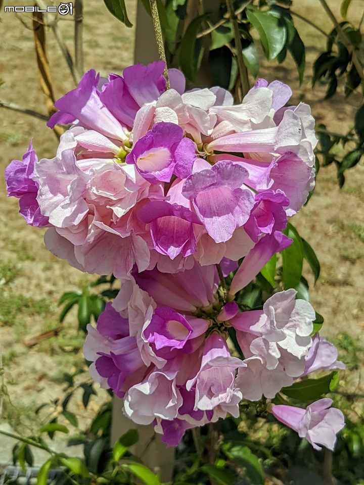 仙人掌+鳳凰花 台南市北區公園南路台南公園 05/03