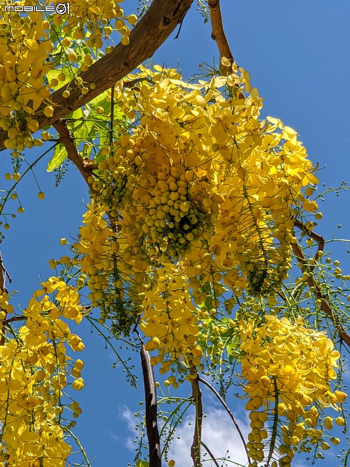 阿勃勒+鳳凰花 高雄市岡山區岡山公園 05/02