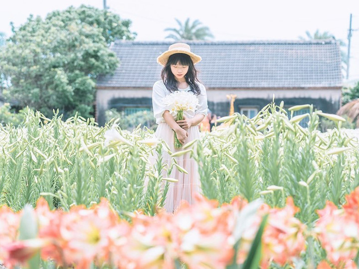 【雲林│遊記】初夏限定絕美花景免費拍！雲林四湖「百合花海」夢幻綻放