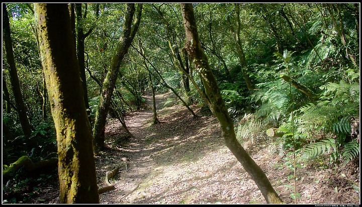 點我看大圖 〖大尖山步道〗、【四分尾山】、【大尖山】