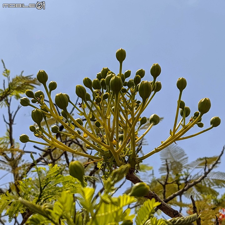 薰衣草+台灣葛藤 高雄市燕巢區阿公店水庫 05/02