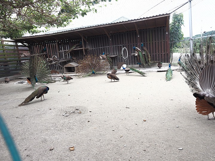 花蓮市 將軍府、松園別館、台開心農場、星巴克洄瀾門市、晨研早午餐 —梅雨季中的花蓮旅行，第一部