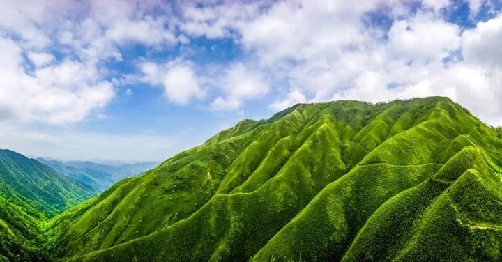 全台爆紅景點-宜蘭抹茶山|搭配賞螢活動|真是美不勝收!