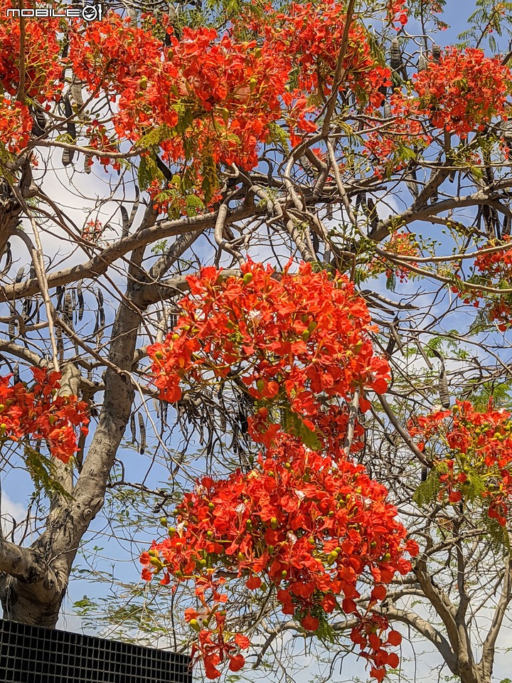 仙人掌+鳳凰花 台南市北區公園南路台南公園 05/03