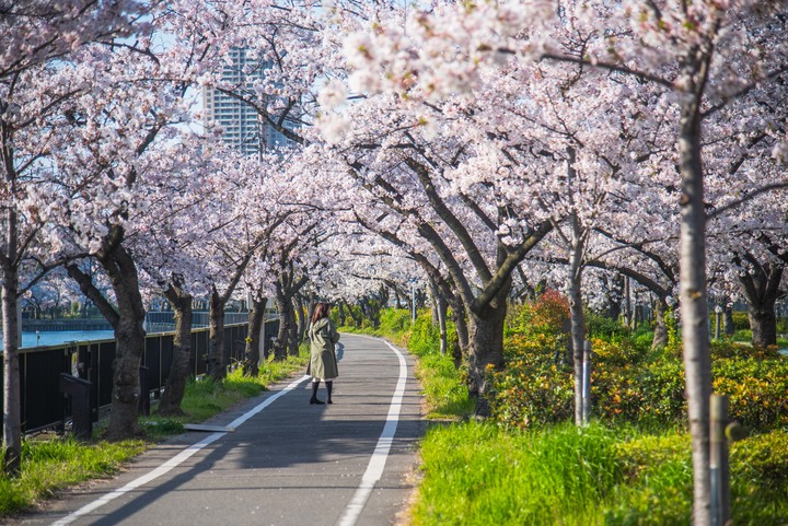 D750｜桜ぱっと咲いて 最初的櫻花季
