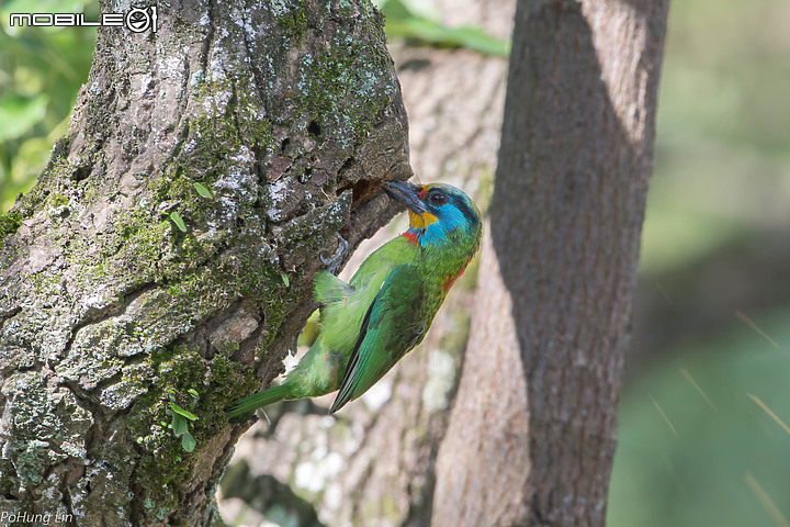 D6 之五色鳥挖洞噴屑集錦