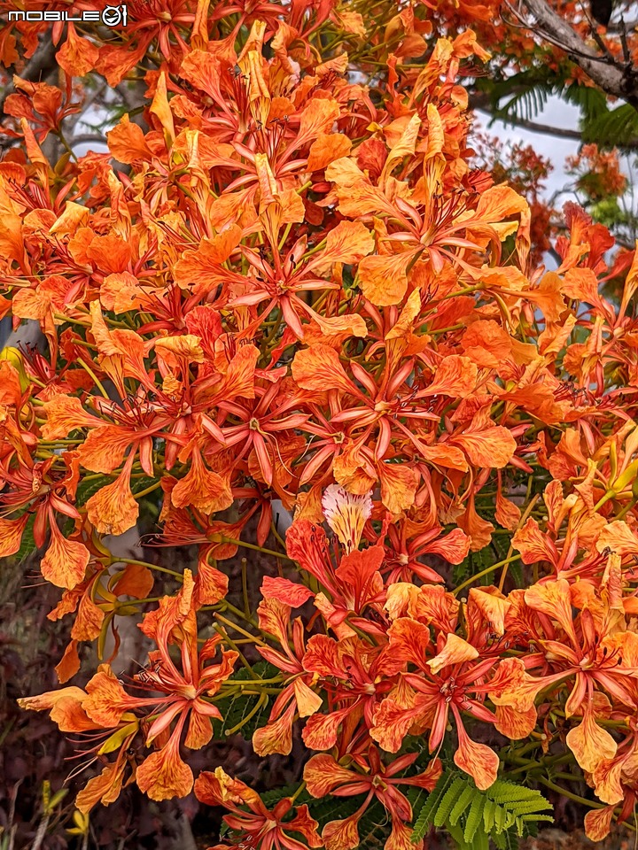 鳳凰花 台南市安南區史博館 05/16