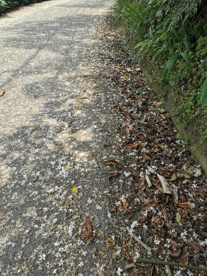 小百岳|台中|暗影山|台灣千尺以下最高峰|新社區