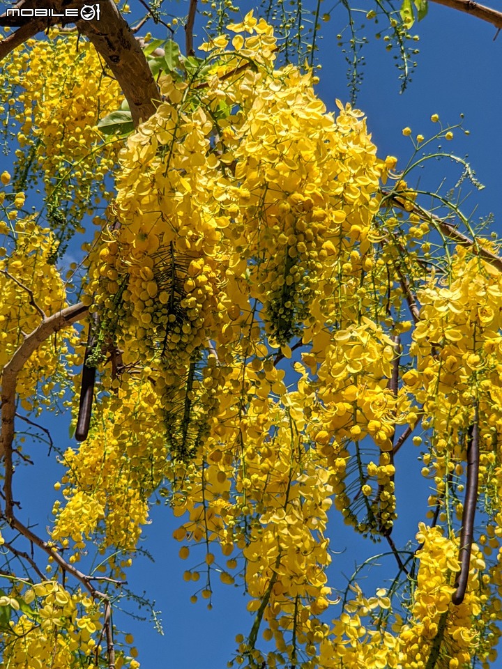 阿勃勒+鳳凰花 高雄市岡山區岡山公園 05/02