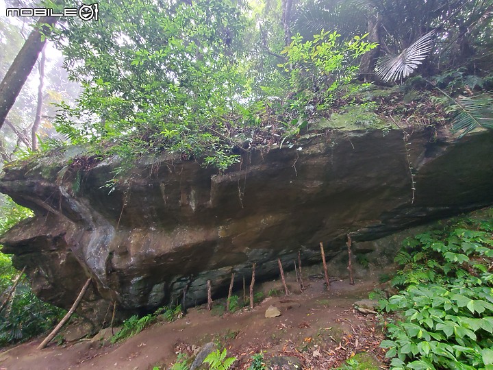 十歲約克夏攻頂三角湖山&向天湖山