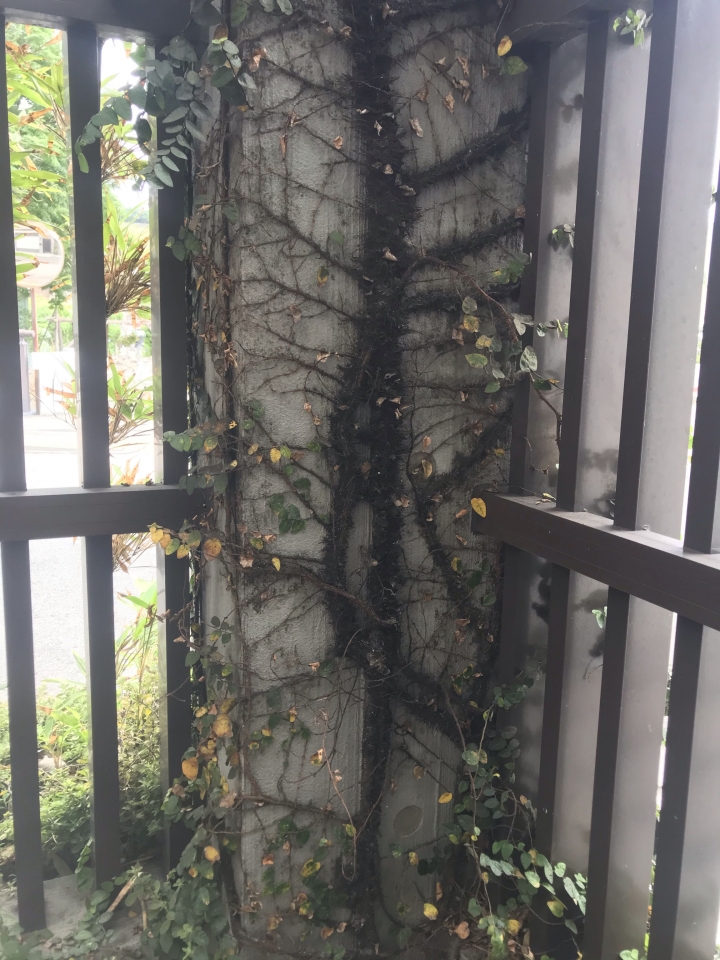 薜荔無葉
