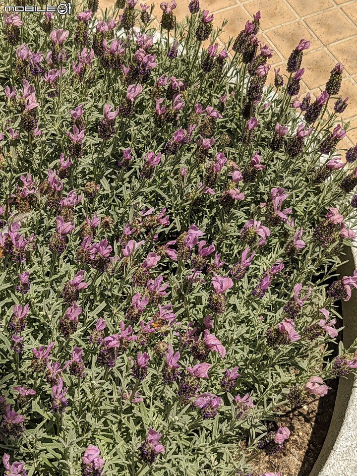 薰衣草+台灣葛藤 高雄市燕巢區阿公店水庫 05/02
