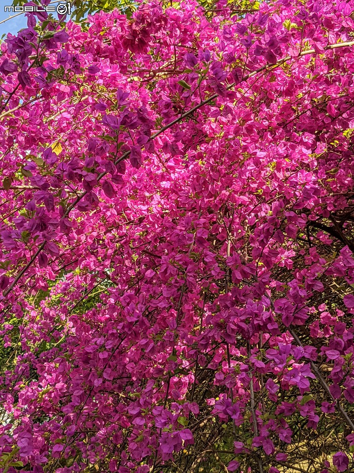 九重葛+燈籠花 高雄市橋頭區橋頭糖廠 05/02