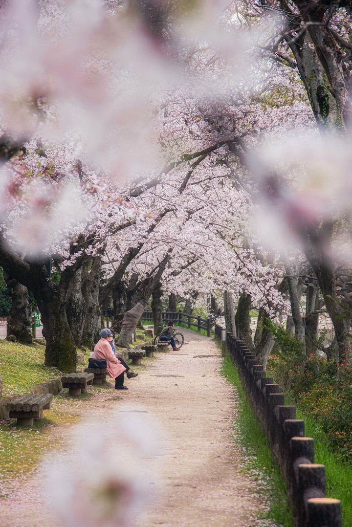 D750｜桜ぱっと咲いて 最初的櫻花季